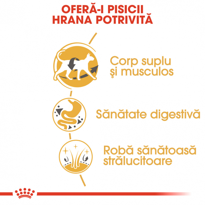 2kg Royal Canin Siamese Adult hrana uscata pisica [5]