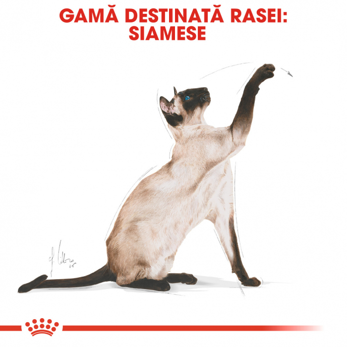 2kg Royal Canin Siamese Adult hrana uscata pisica [3]