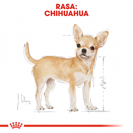 1.5 kg Royal Canin Chihuahua Adult hrana uscata caine [3]