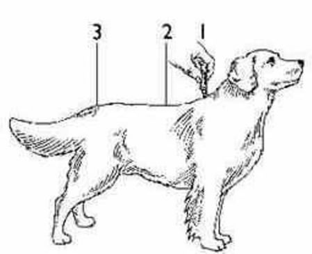 Pipetă antiparazitară Advantix 600 pentru câini 40-60 kg VetPet-Shop [2]