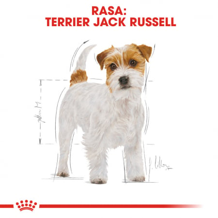 Royal Canin Jack Russell Terrier Adult, hrana uscata caini, 1.5kg [3]