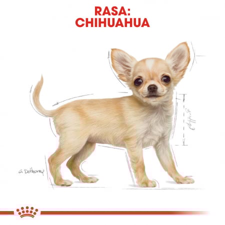 1.5 kg Royal Canin Chihuahua Puppy hrana uscata caine junior [5]
