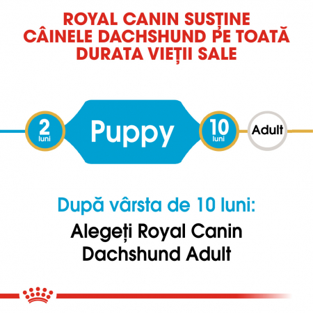 Royal Canin Dachshund Puppy hrana uscata caine junior Teckel, 1.5 kg [2]