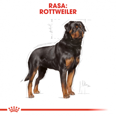 Royal Canin Rottweiler Adult hrana uscata caine, 3 kg [1]