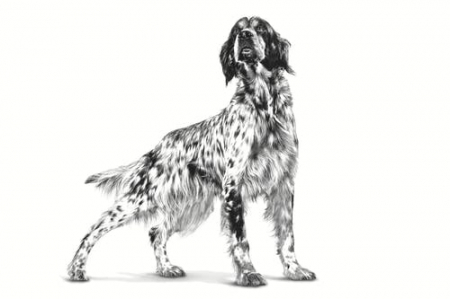 Royal Canin Hypoallergenic Dog hrana uscata 2 kg, probleme de piele [1]