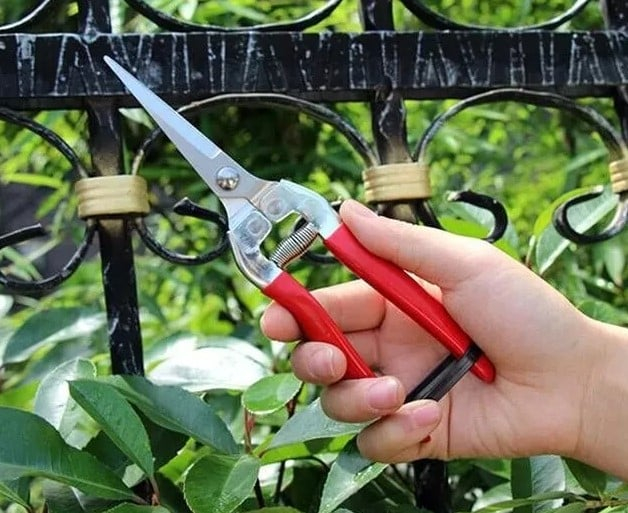 https://gomagcdn.ro/domains/tehno-ms.com/files/product/original/foarfeca-de-taiat-vie-struguri-739489.jpg [4]