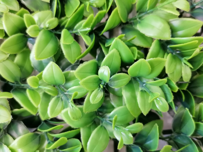 Perete Verde Basil Plant, Perete Verde Artificial,  Panou Decorativ pentru Perete [4]