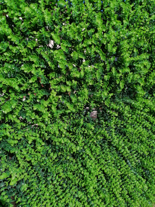 Perete Verde Elephant Bush, Perete Verde Artificial,  Panou Frunze Artificiale [5]