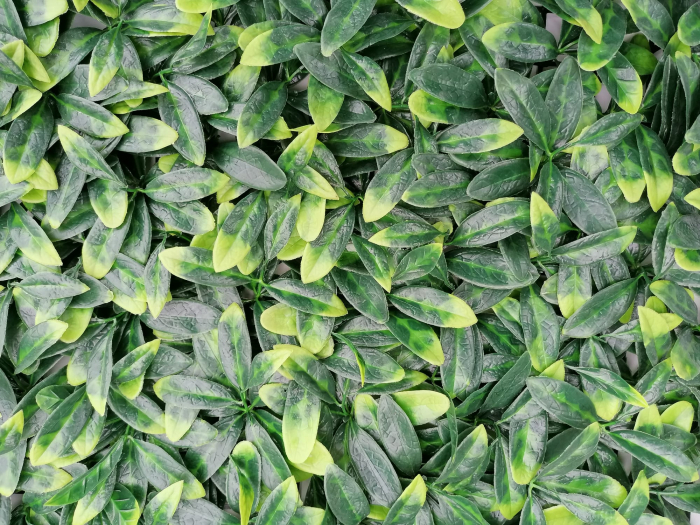 Perete Verde Murraya, Perete Verde Artificial,   Panou Decorativ pentru Perete [4]