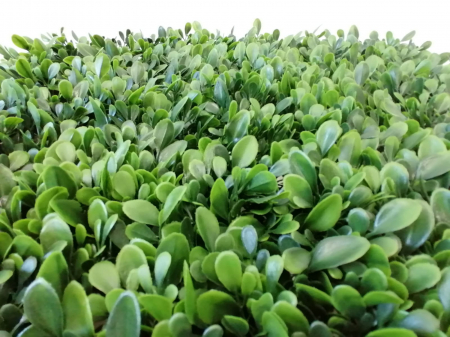 Perete Verde Green Velvet, Perete Verde Artificial,  Panou Decorativ pentru Perete [2]