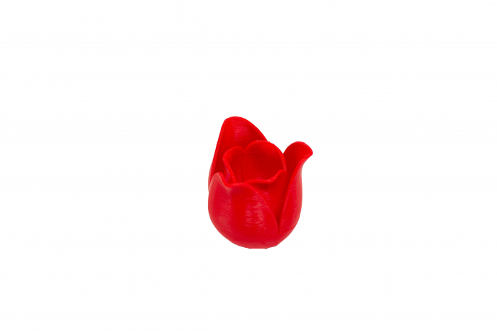 3D Tulip [3]