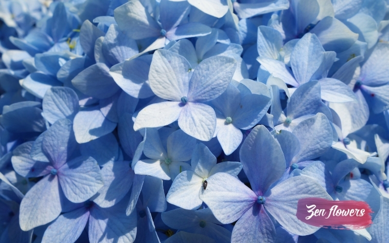 Crini – cui poţi să dăruieşti aceste flori delicate?