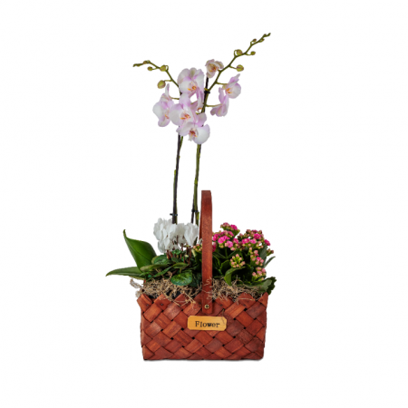 PLANTE - Aranjament plante