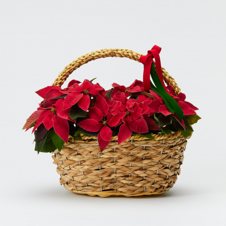 Buchete de iarna - Craciunite in cos