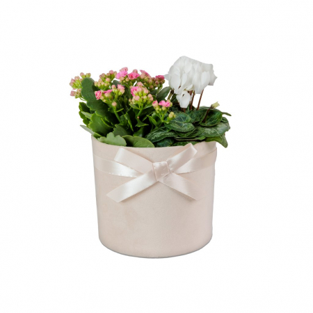 PLANTE - Cutie cu plante