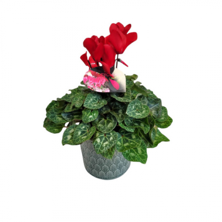 PLANTE - Cyclamen