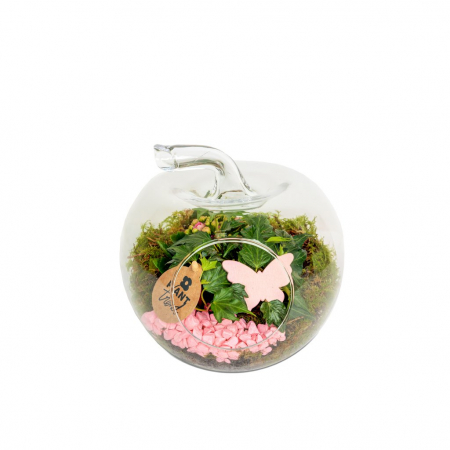 PLANTE - Marul de sticla