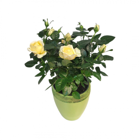 PLANTE - Trandafir la ghiveci