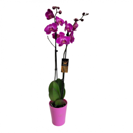 PLANTE - Orhidee phalenopsis