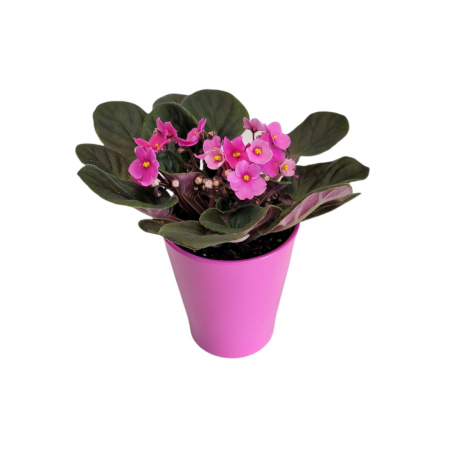 PLANTE - Violeta de Parma