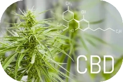 CBD este legal - diferenta dintre THC si cannabidiol