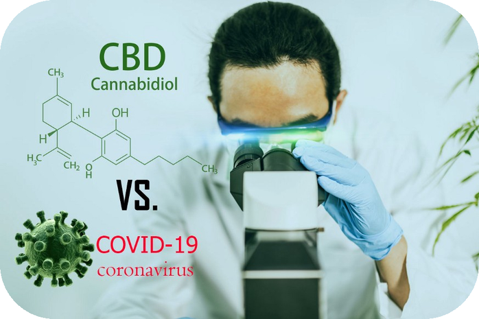 CBD (Canabidiol), eficient impotriva Covid-19?