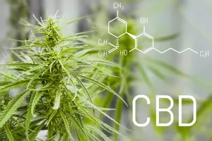 CBD este legal - diferenta dintre THC si cannabidiol