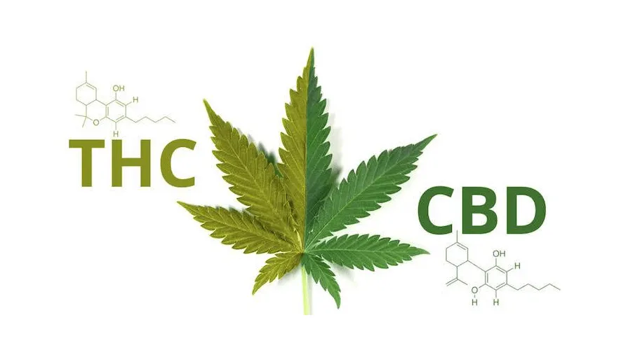 Care sunt Diferentele dintre CBD si THC?