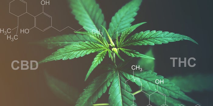 CBD versus THC