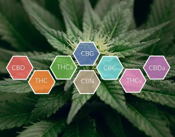Efectul de Anturaj - Sinergia dintre Compusii plantei Cannabis