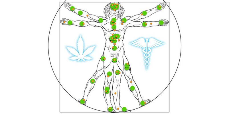 Ce este Sistemul Endocanabinoid