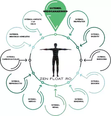 Sistemul Endocanabinoid - Interactiunea CBD cu organismul uman 