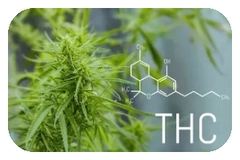 ce este THC tetrahidrocanabinol si diferenta CBD