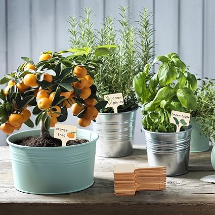 Set 60 Etichete din Lemn pentru Plante, Rezistente la Intemperii – Design în Formă de T, Ideal pentru Semănat, Răsaduri, Ghivece și Sere [4]