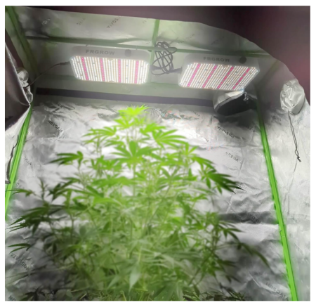 Lampa LED horticola 65W, dimabila, full spectrum, 576 LED-uri cu UV & IR, pentru cort 60x60 cm, indoor grow, cu functia Daisy Chain [3]