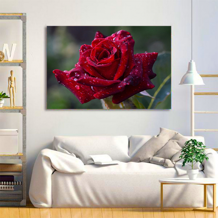Tablou Canvas - Red rose [2]