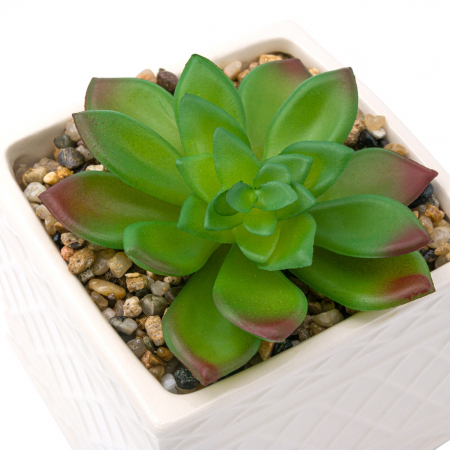 Plante decorative - Ghiveci din ceramică cu floare ornamentală