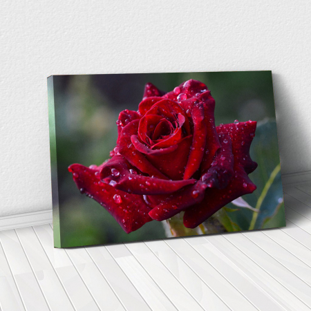 Tablou Canvas - Red rose [0]