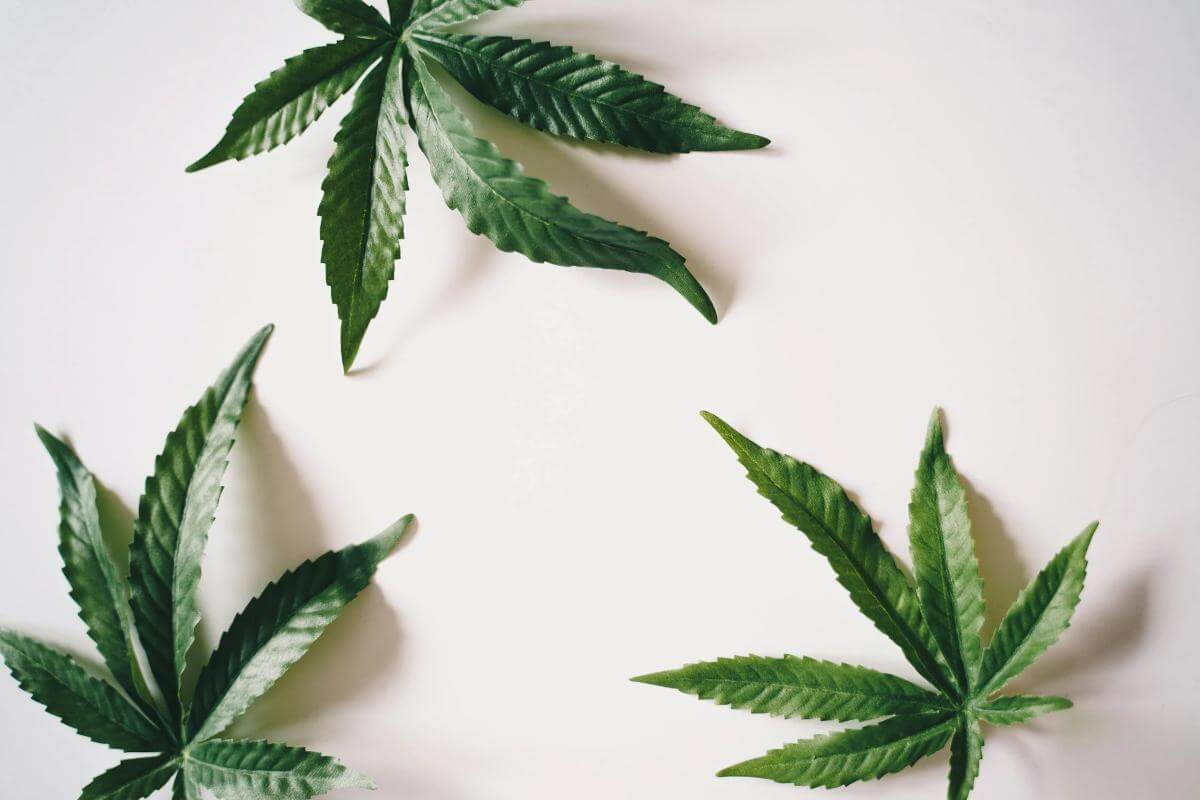 2.CBD in Romania e legal-frunze cannabis