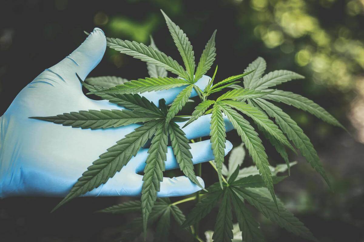 CBD legal in Romania – ce trebuie sa stii despre reglementari si impactul asupra consumatorilor?