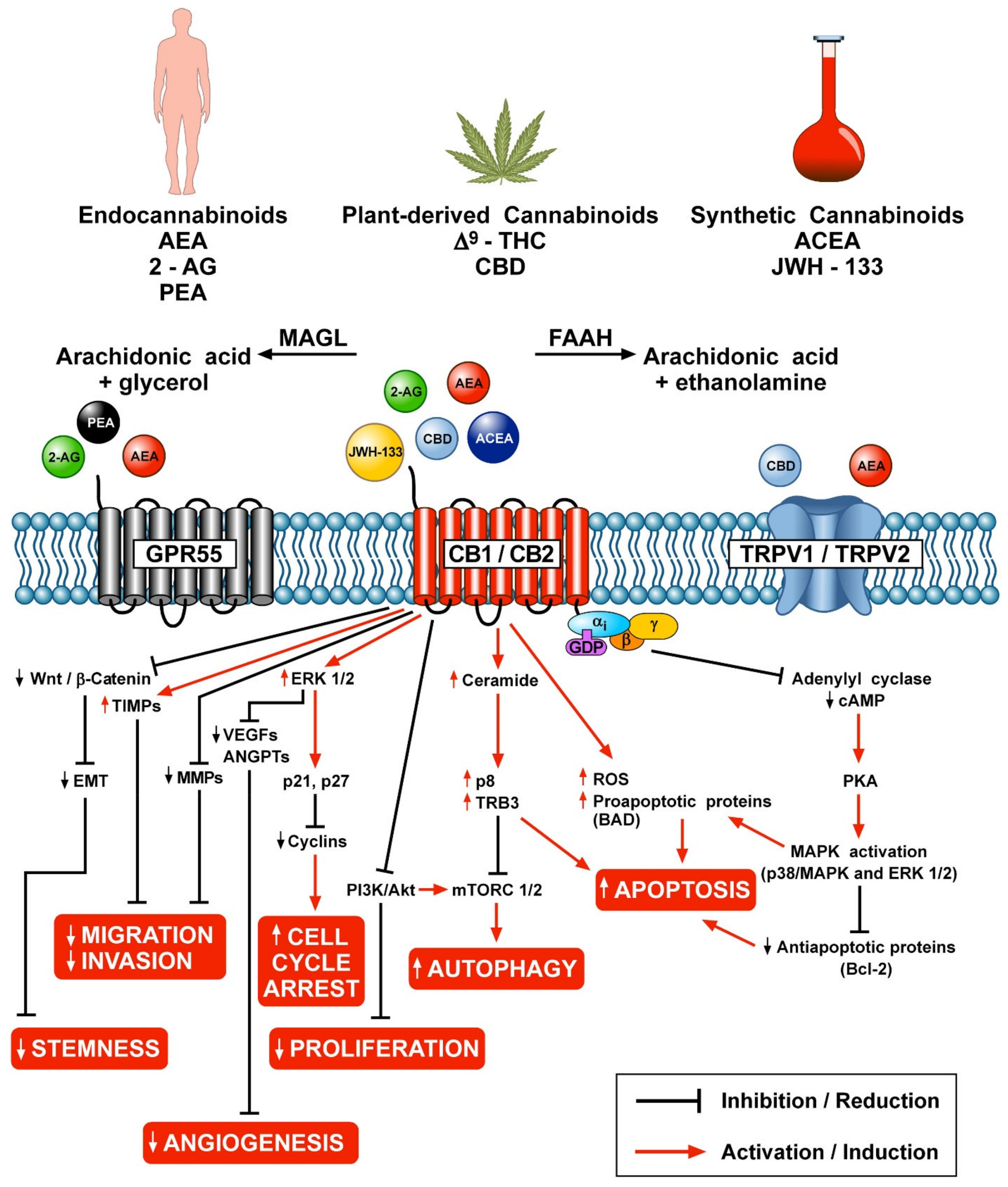 Diagramă care ilustrează legătura dintre sistemul endocanabinoid și sistemul imunitar, evidențiind receptorii CB1 și CB2 și rolul lor în reglarea inflamației.