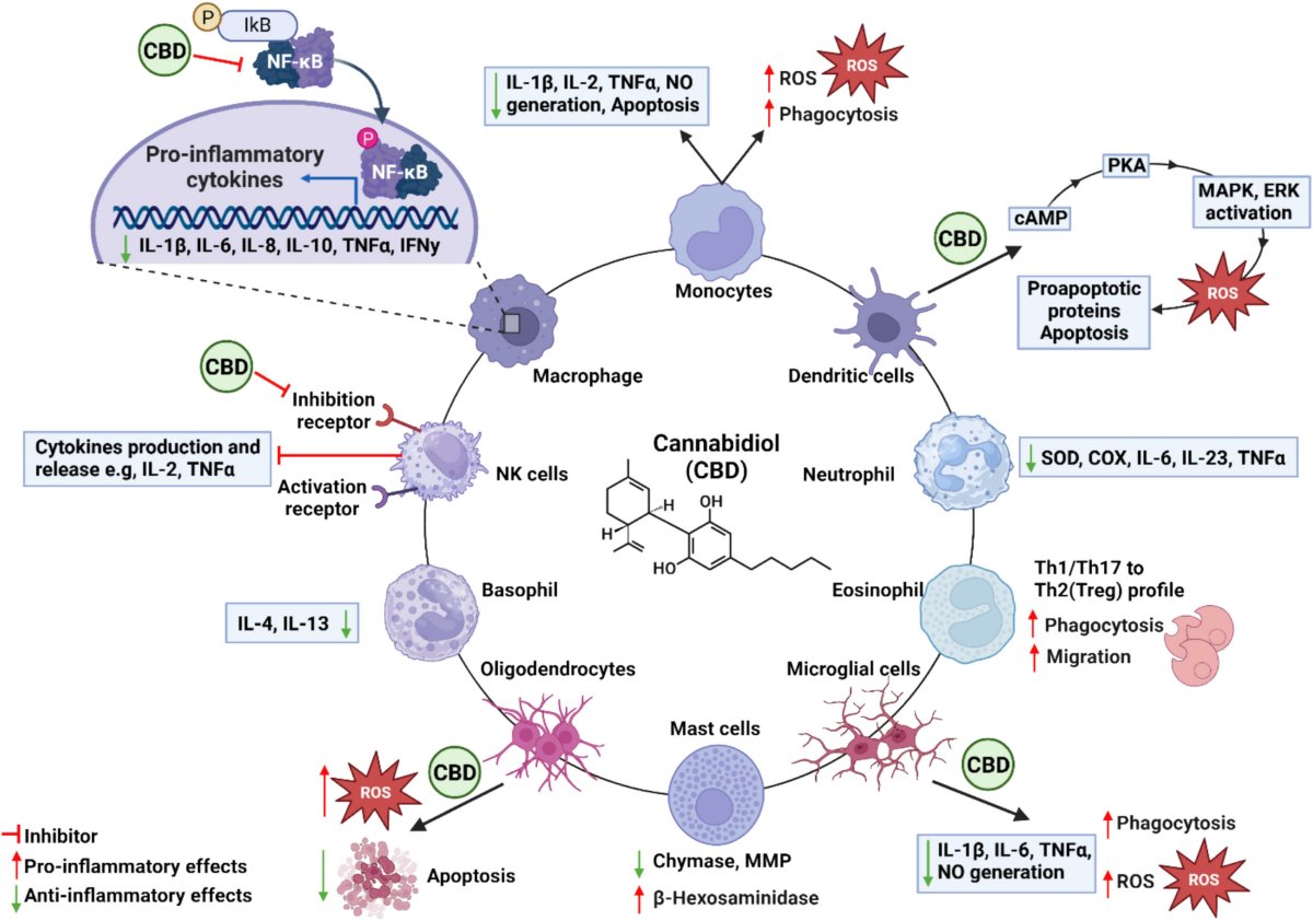 Imagine conceptuală a celulelor imune active și a proceselor inflamatorii, folosită pentru a evidenția contextul cercetărilor privind efectele CBD-ului asupra inflamației.