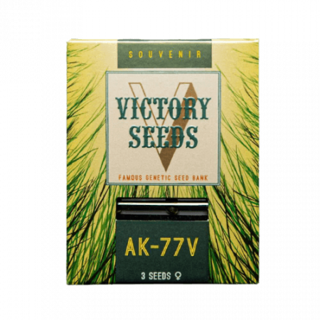 Seminte Cannabis - Seminte Canabis AK-77V Feminized