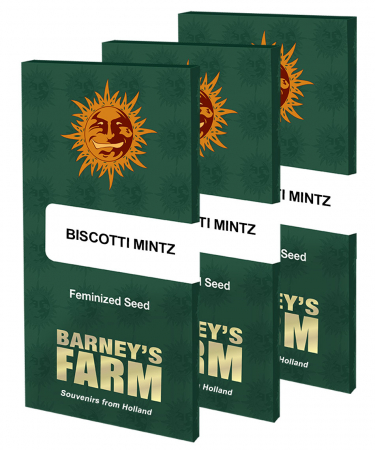 Seminte Cannabis - Biscotti Mintz Feminized, 5 seminte