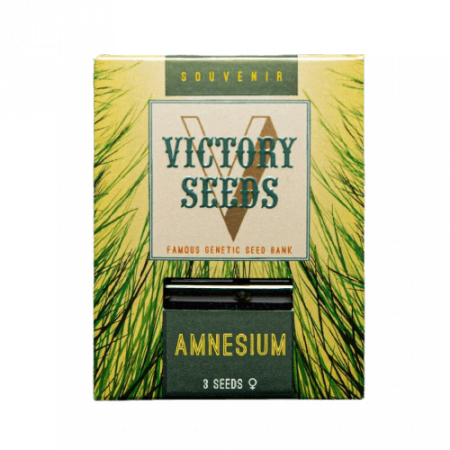 Seminte Cannabis - Seminte Canabis Amnesium Feminized
