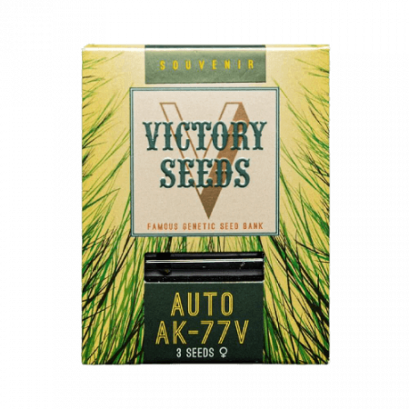 Seminte Cannabis - Seminte Cannabis Auto AK-77V Feminized