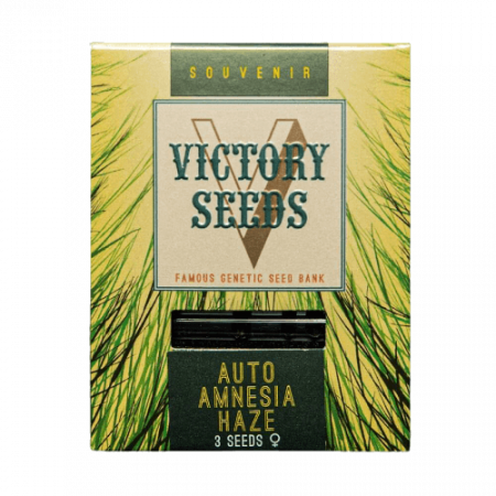 Seminte Cannabis - Seminte Cannabis Auto Amnesia Haze Feminized