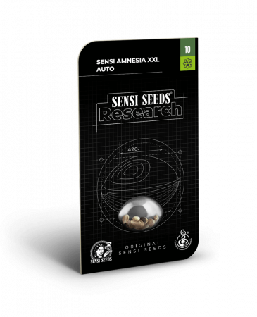 Seminte Cannabis - Auto Amnesia XXL Feminized, 5 seminte