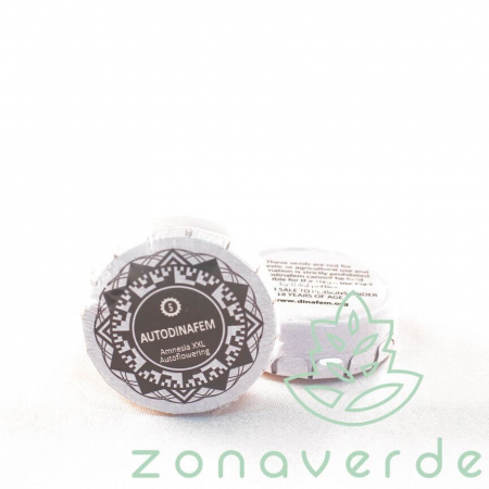 Seminte Cannabis - Seminte Cannabis Auto Amnesia XXL Feminized, 5 seminte