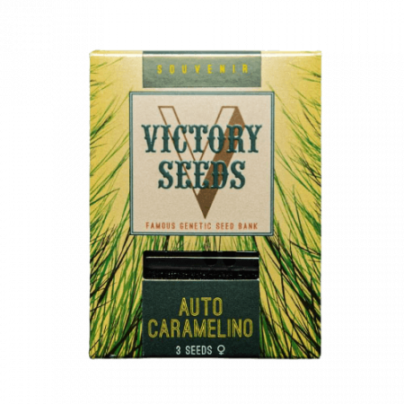 Seminte Cannabis - Seminte Cannabis Auto Caramelino Feminized